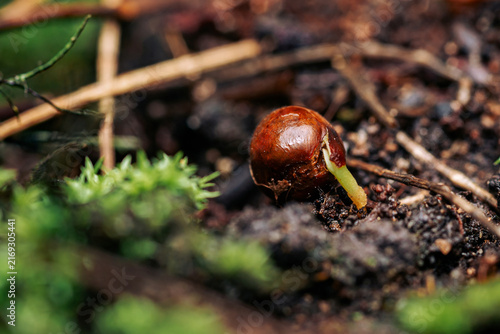 Obraz na płótnie Sprouting seed growing in forest ecosystem soil