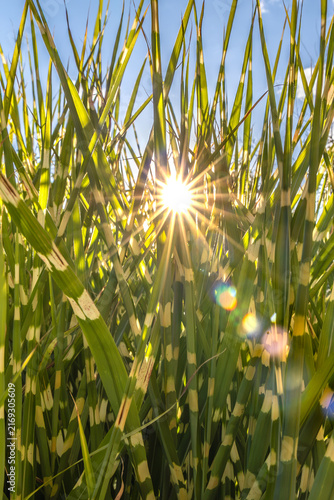 Naklejka Summer feeling