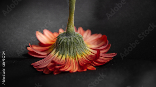 Fotografie Upside down orange gerbera daisy flower on dark backdrop, creative botanical photography
