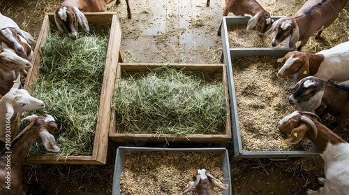 High angle view of domestic goats eating hay inside a rustic wooden barn