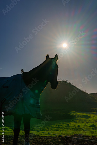 Lens-flare and sun star-burst creates spectrum of colours behind horse in silhouette