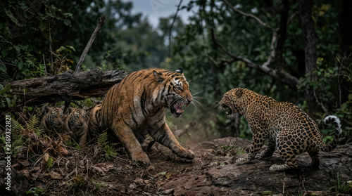 Tiger and Leopard Confrontation in Dense Forest.