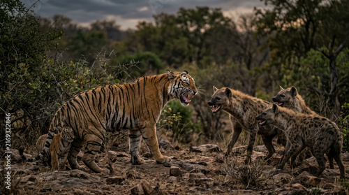 Tiger confronts hyenas in a tense standoff in the wild.