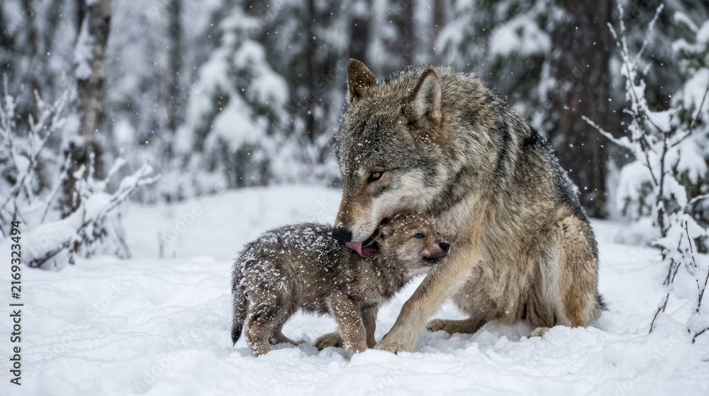 Fototapeta premium Wolf mother and cub in snowy forest during winter.