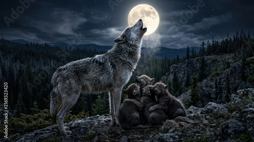 Wolf howling at the full moon with cubs.
