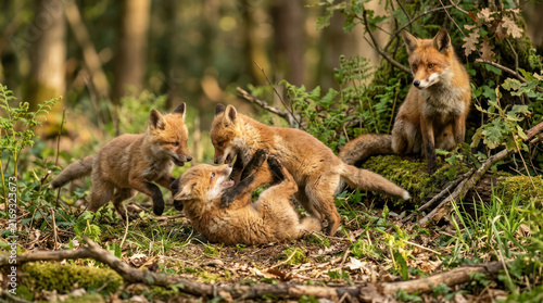 Young foxes playing together in a forest clearing.