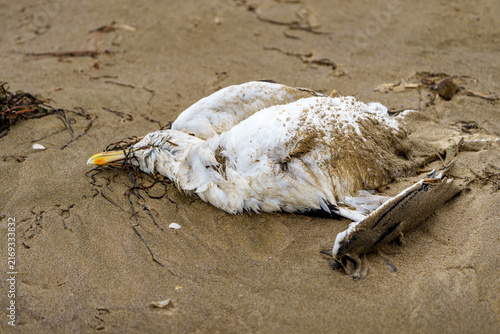 Dead remains of Black-backed gull on beach