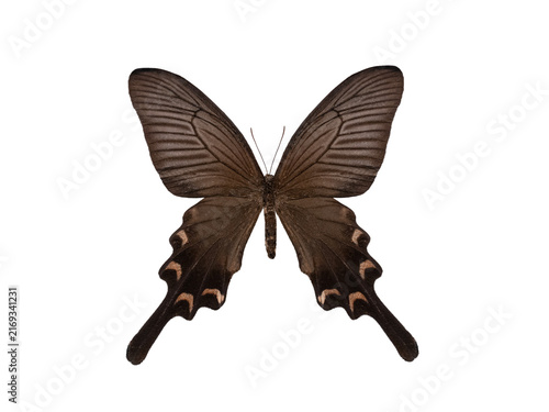 Cuadro en lienzo Exotic black swallowtail butterfly Byasa alcinous isolated on white
