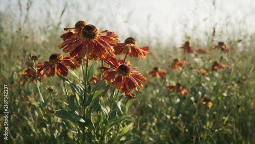 Bronze helenium sneezeweed flowers blooming in a sunny meadow during the late summer season with soft blurred background flowers bloom sunlit