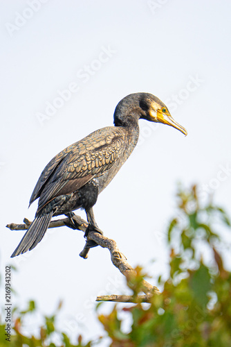 Great cormorant perched on a bare branch against a bright sky