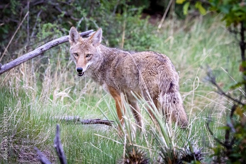 Coyote 