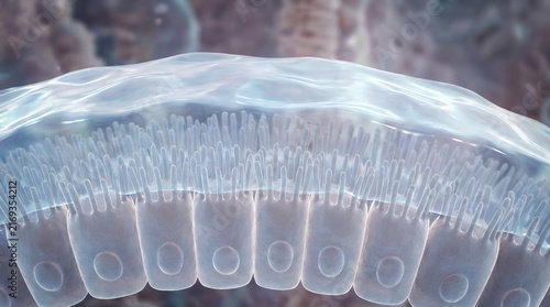 Microscopic view of intestinal epithelial cells protected by a translucent mucus barrier.