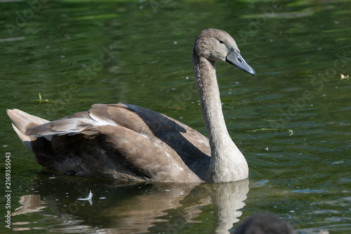 Картината върху платно Young Mute Swan Swimming in Green Water