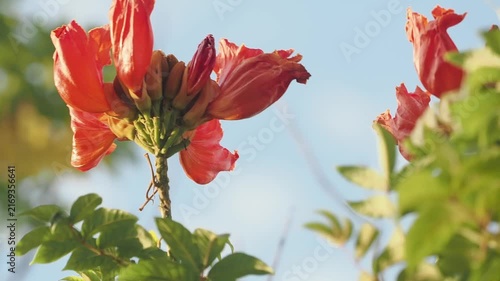 African tulip tree flowers vibrant orange-red cup shaped blooms and soft unopened buds.