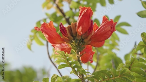 African tulip tree flowers vibrant orange-red cup shaped blooms and soft unopened buds.