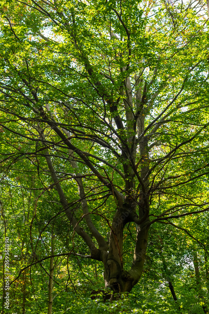 Fototapeta premium Tall tree branches stretch out in a sunny forest during daytime