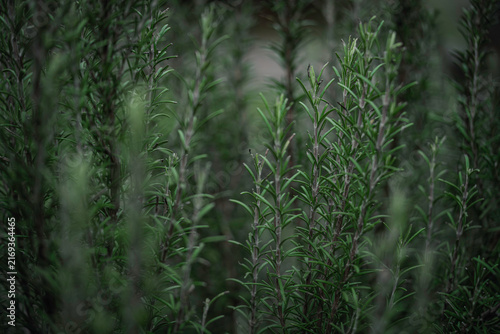 Fotografie Fresh green rosemary herb growing in garden