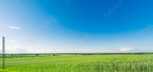 Картината върху платно Vast green field stretches under bright blue sky