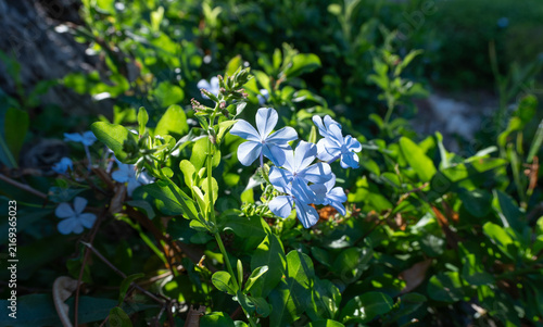 Konstfotografi Blue plumbago auriculata flowers blooming in bright sunlight