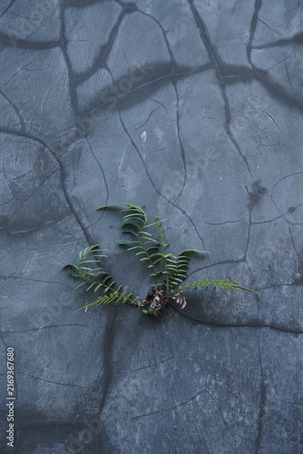 Small green fern plant growing through cracks in grey concrete pavement surface.