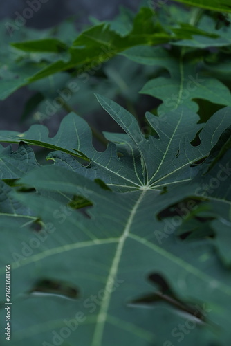 Close up of a vibrant green papaya leaf with natural texture and organic patterns.