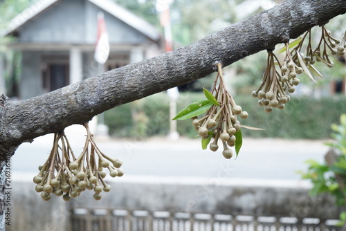 Durian tree flowers blooming on a branch in a tropical garden setting