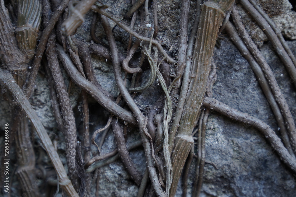 Fototapeta premium Close up of tangled tree roots growing on a rough stone wall texture background.