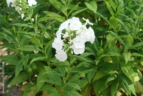 Quadro su tela White flowers of Phlox paniculata in July
