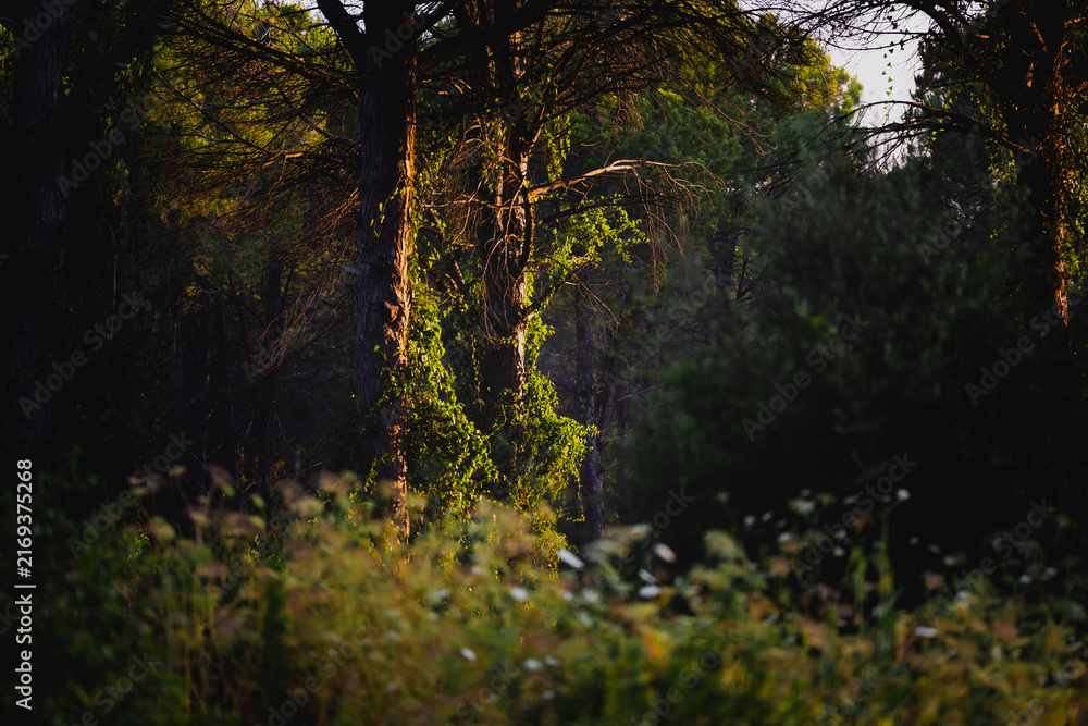 Obraz premium Moody woodland scene with ivy covered tree and soft evening light