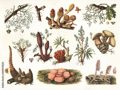 Obraz na plátně Diverse parasitic plants with unique forms and colors, vintage botanical illustration, 1897