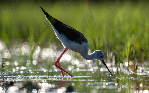 фотографія Black-winged Stilt Foraging in Shallow Wetland Water