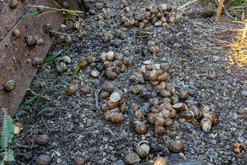 Fotografie Dozens of terrestrial gastropods with shells are clustering together on damp soil surface next to vertical timber construction during outdoor cultivation process