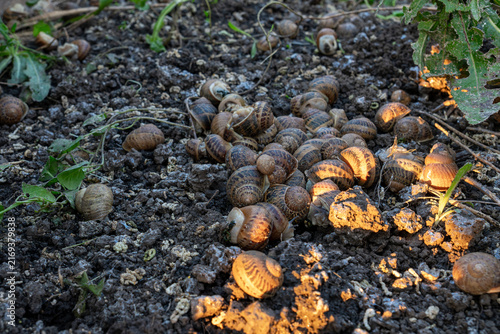 Fotografie Dozens of terrestrial gastropods with shells are clustering together on damp surface next to green plants during open air cultivation process under warm sunlight