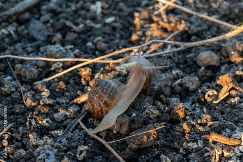Obraz na płótnie Two live terrestrial gastropods crawl on organic dark dirt at agricultural cultivation area during professional breeding process under sunset sunlight