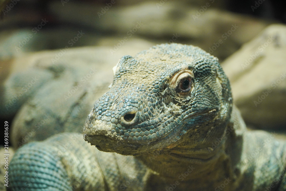 Fototapeta premium giant galapagos tortoise. Komodo dragon