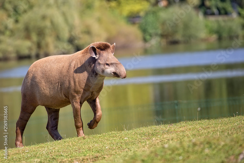 Tapir in a clearing