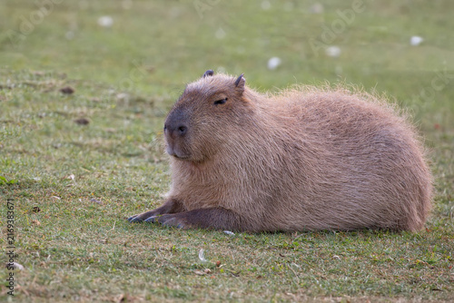 Capybara resting in a clearing