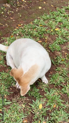 cute dog sitting on the ground, dog looking up and shyly looking down