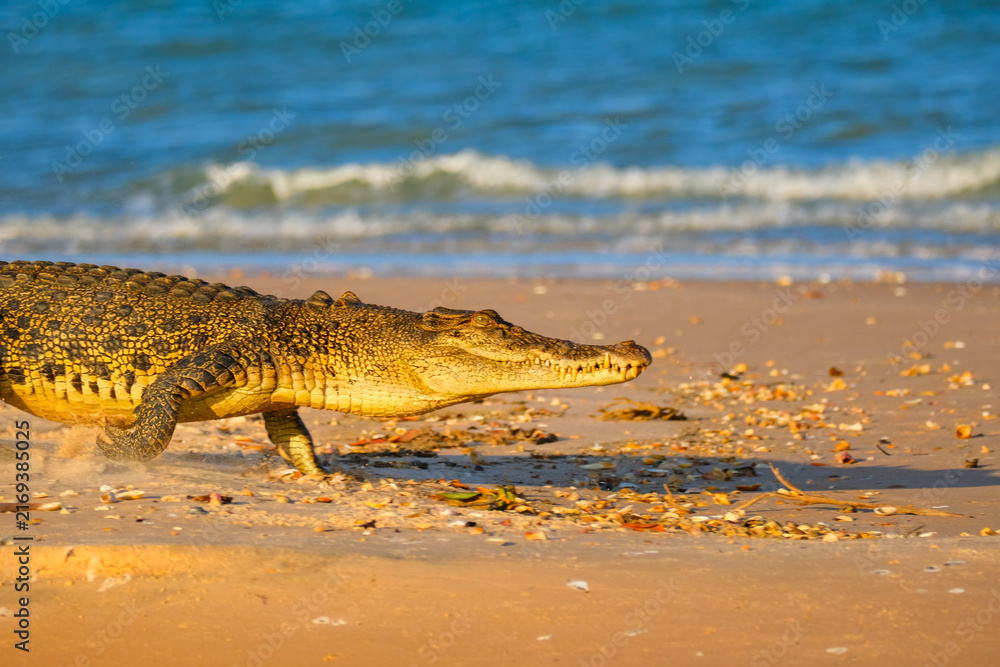 Obraz premium Saltwater Crocodile Walking Almong Sandy Beach in Australia, Wild Australian Reptile Near the Ocean