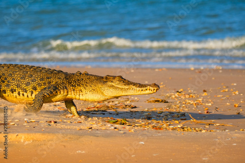 Saltwater Crocodile Walking Almong Sandy Beach in Australia, Wild Australian Reptile Near the Ocean
