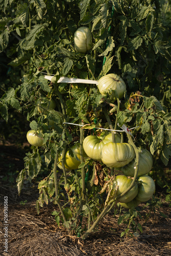 Green Tomatoes Growing on a Lush Tomato Plant in a Garden Bed