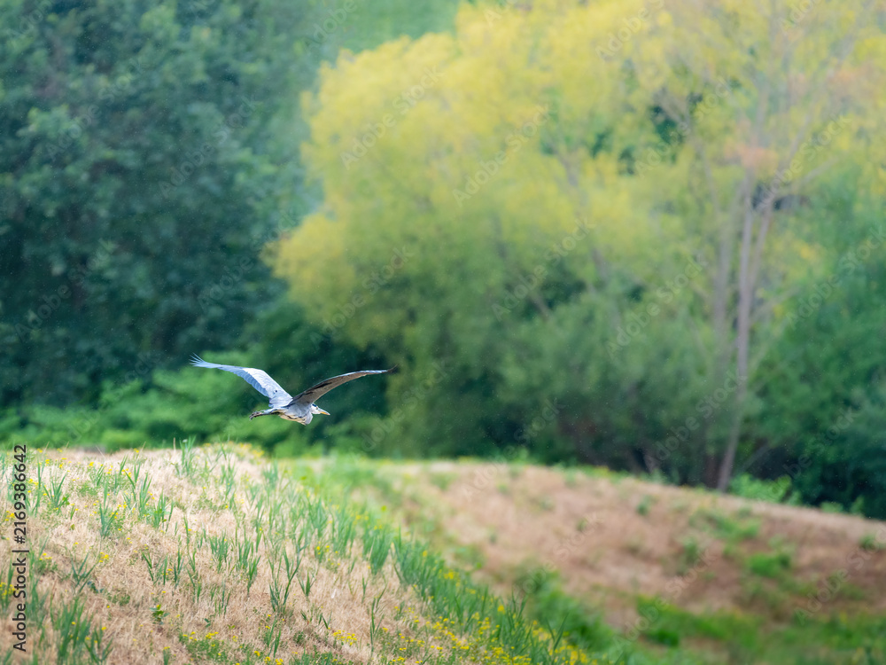 Fototapeta premium grey heron flying in light rain