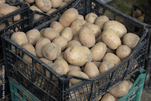 Fresh Potato Harvest in Wooden Crates on a Farm and Vegetable Garden