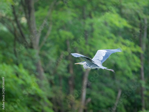 Fotografie grey heron flying in light rain