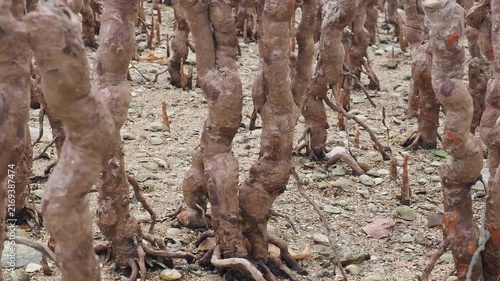 Specialized roots known as pneumatophores or breathing roots emerge from the muddy surface in mangrove ecosystems during tidal cycles alongside mangrove seedlings.