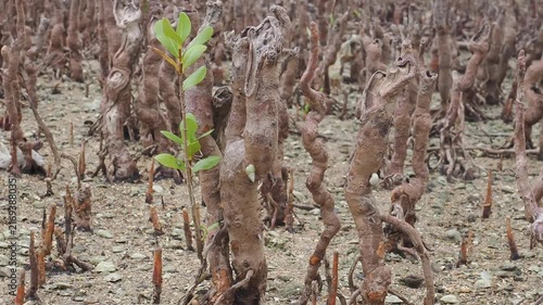 Specialized roots known as pneumatophores or breathing roots emerge from the muddy surface in mangrove ecosystems during tidal cycles alongside mangrove seedlings.