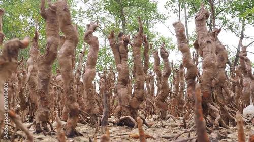 Specialized roots known as pneumatophores or breathing roots emerge from the muddy surface in mangrove ecosystems during tidal cycles alongside mangrove seedlings.