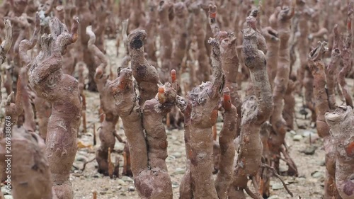 Specialized roots known as pneumatophores or breathing roots emerge from the muddy surface in mangrove ecosystems during tidal cycles alongside mangrove seedlings.