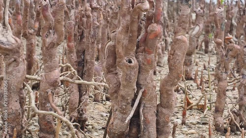 Specialized roots known as pneumatophores or breathing roots emerge from the muddy surface in mangrove ecosystems during tidal cycles alongside mangrove seedlings.