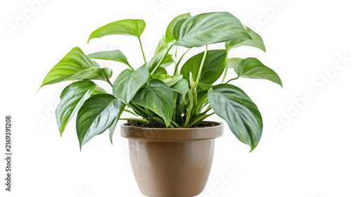 Potted philodendron houseplant with vibrant green leaves with brown ceramic